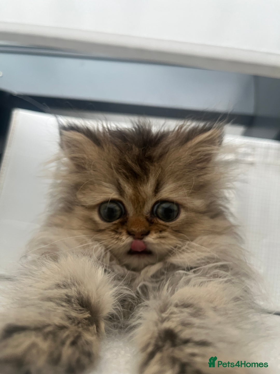 Persian cats for sale: Fluffiest Doll Face Persian Kitten - Image 5