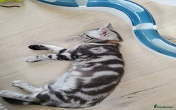 British Shorthair cats for sale: Ready to collect, British Shorthair Silver Tabby in Rochester - Image 4