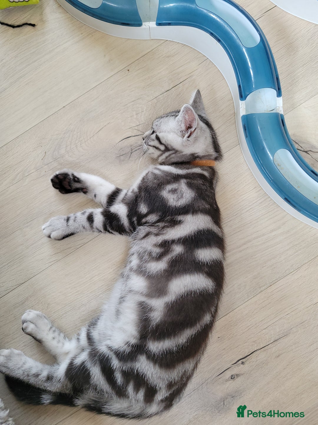 British Shorthair cats for sale: Ready to collect, British Shorthair Silver Tabby in Rochester - Image 4