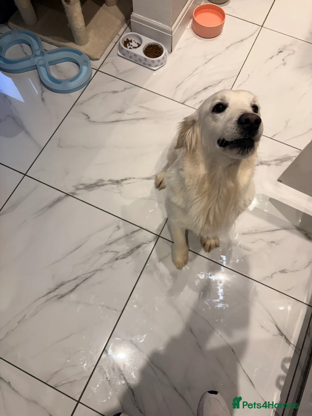 Golden Retriever dogs for sale: 23 month old golden retriever girl - Advert 4