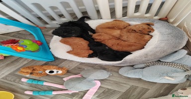 Cavapoo dogs - Advert 6