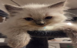 Ragdoll cats for sale: Pure blue mitted Ragdoll kittens - Image 2