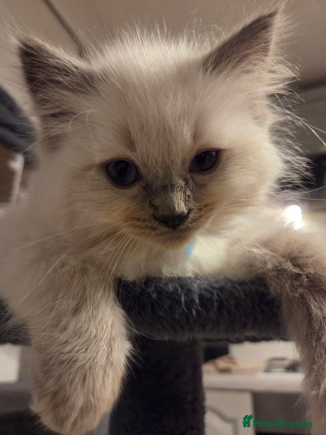 Ragdoll cats for sale: Pure blue mitted Ragdoll kittens - Image 2