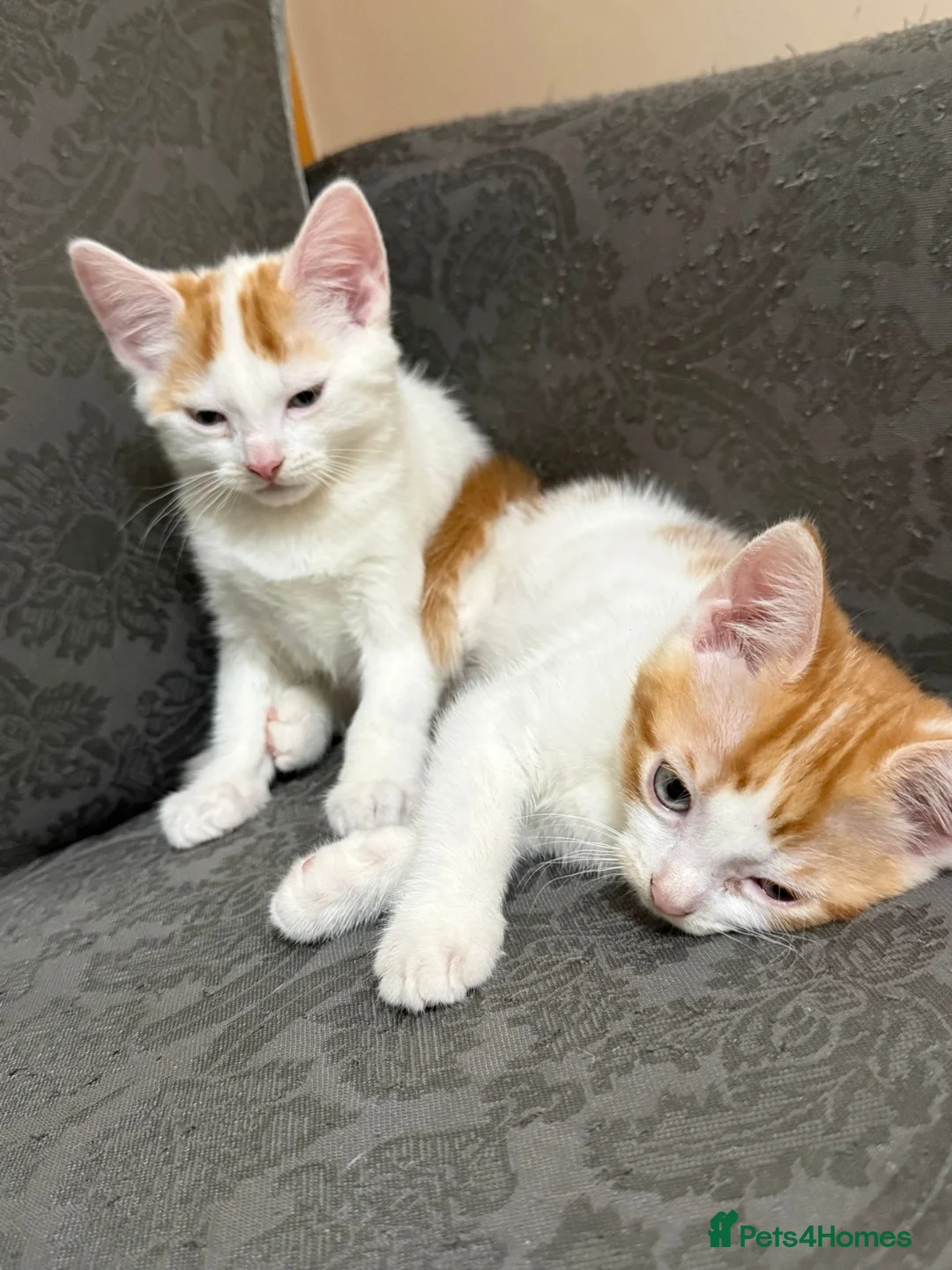 British Shorthair cats for sale: Two male kittens for adoption - Advert 8