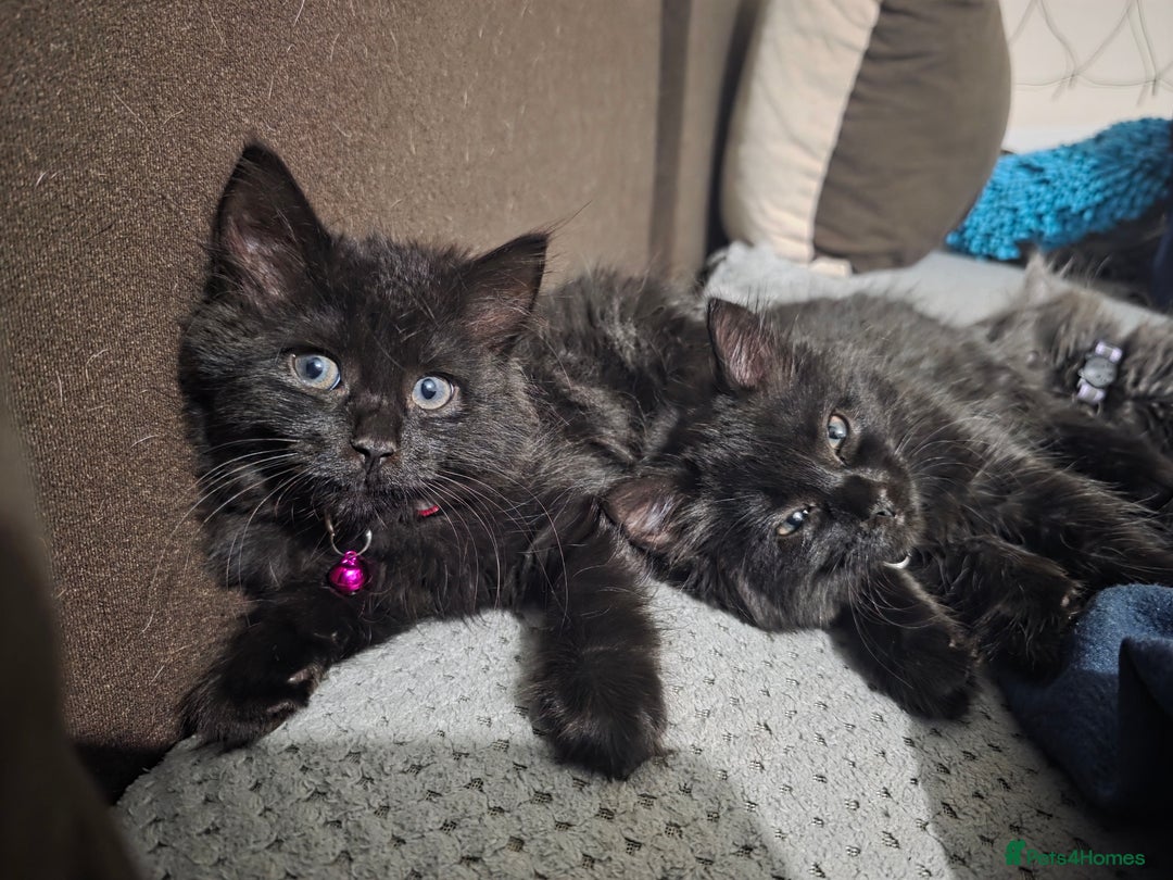 Mixed Breed cats for sale: Adorable fluffy kittens looking for a new home. - Image 10