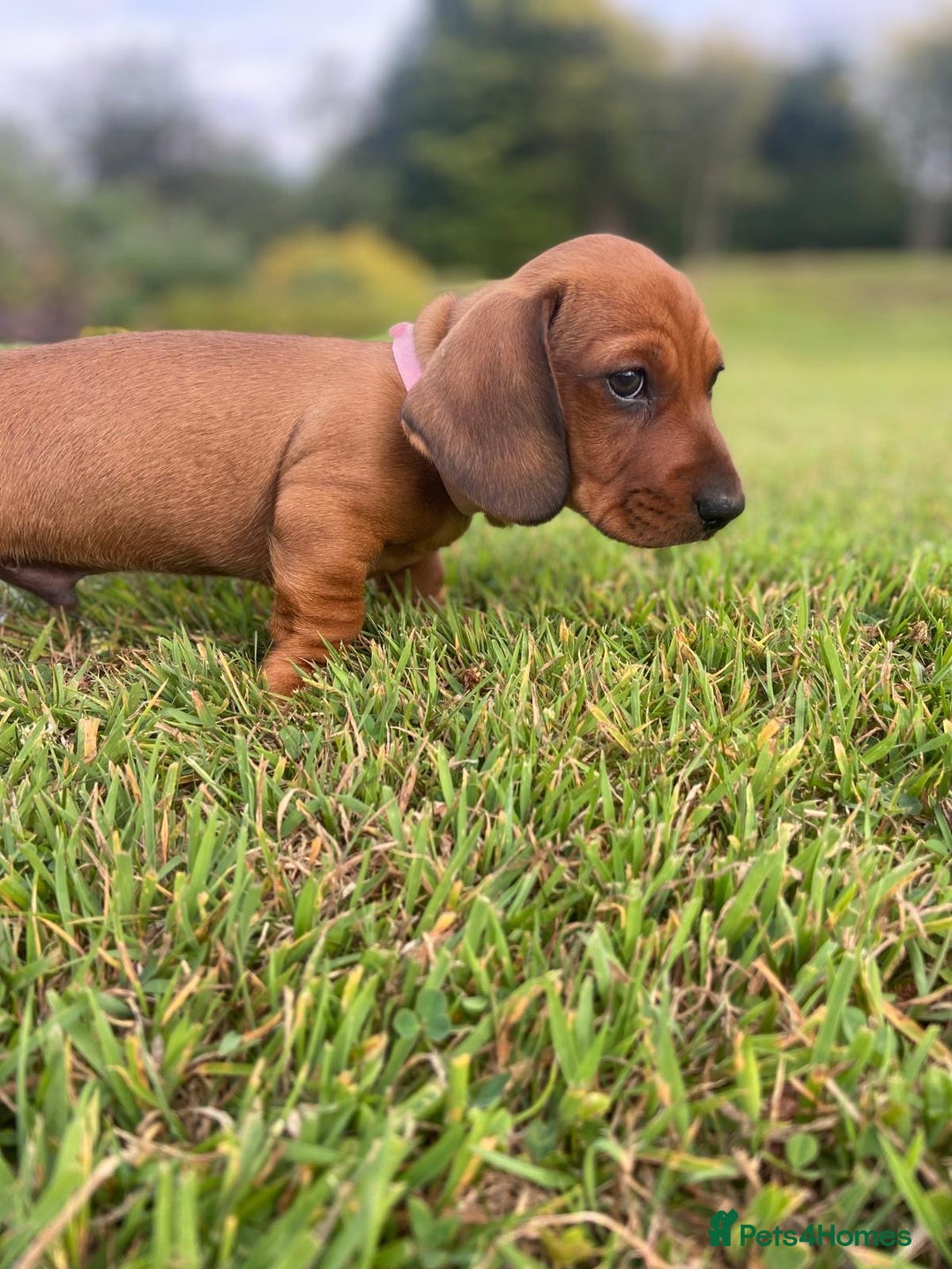 Miniature Dachshund dogs for sale: Beautiful short haired miniature dachshunds in Melton Mowbray - Image 11