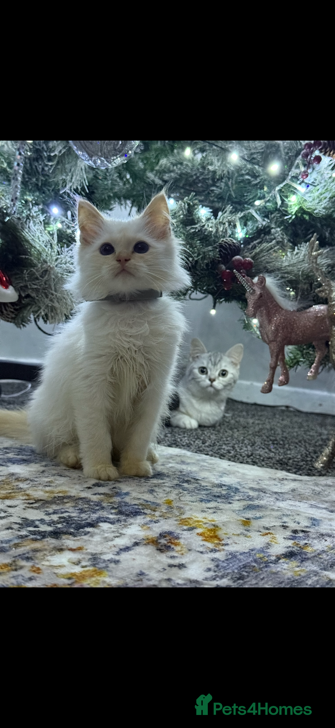 Ragdoll cats for sale: Stunning Ragdoll kittens READY TO COLLECT TODAY - Advert 5