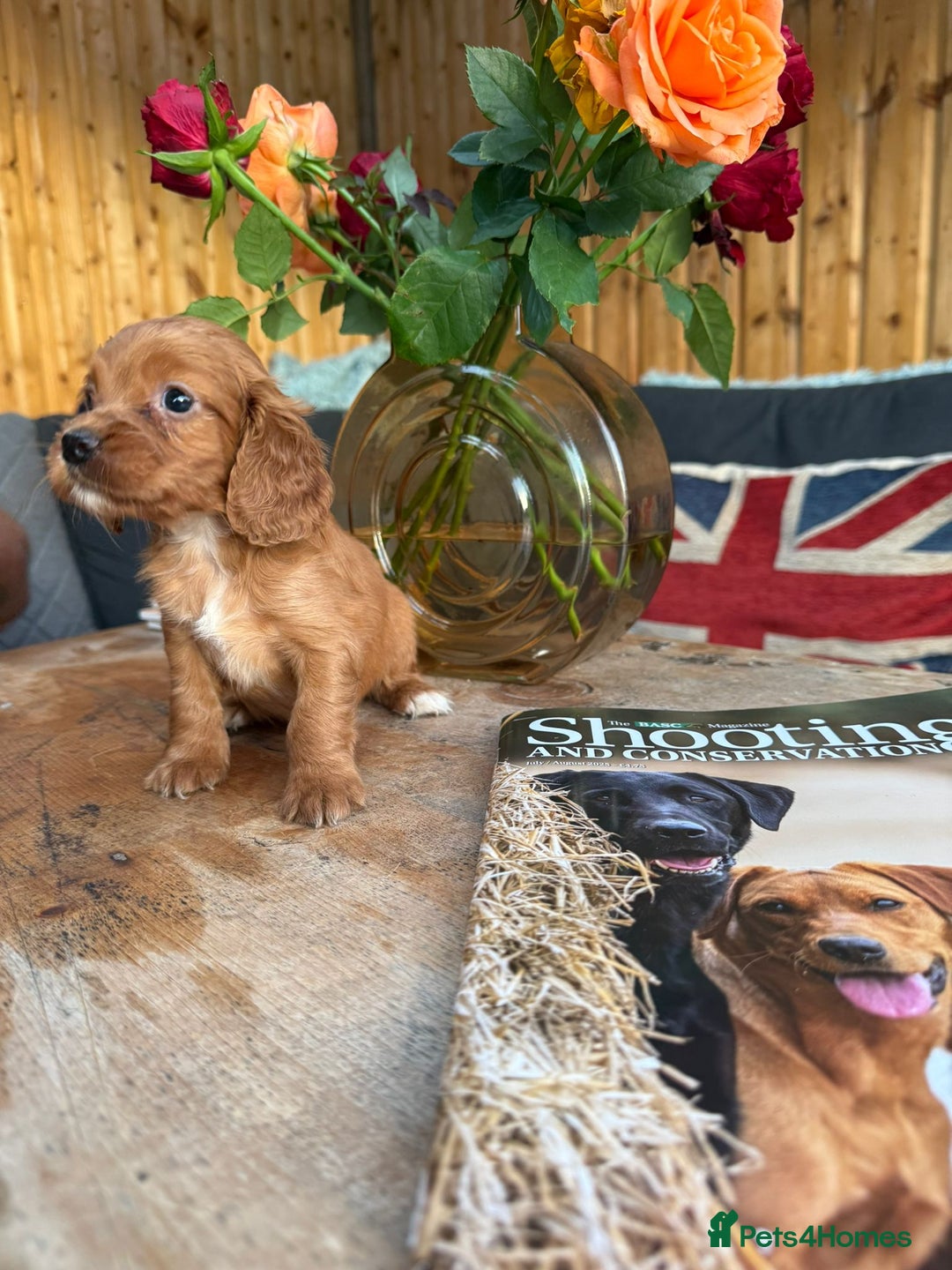 Cocker Spaniel dogs for sale: Kc cocker spaniels  - Image 8