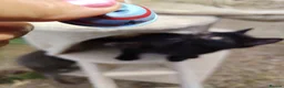 British Shorthair cats for sale: BEAUTIFUL KITTENS - Advert 10