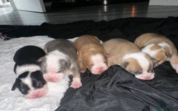 Olde English Bulldogge dogs for sale: Olde English Bulldogge Puppies  - Image 5
