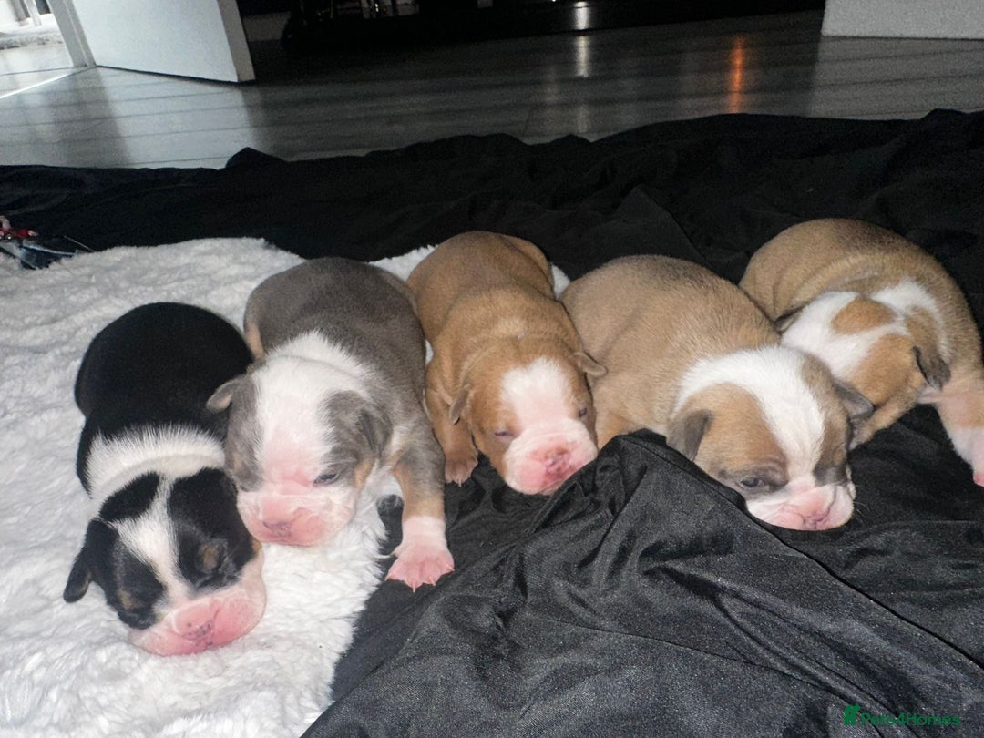 Olde English Bulldogge dogs for sale: Olde English Bulldogge Puppies  - Image 5