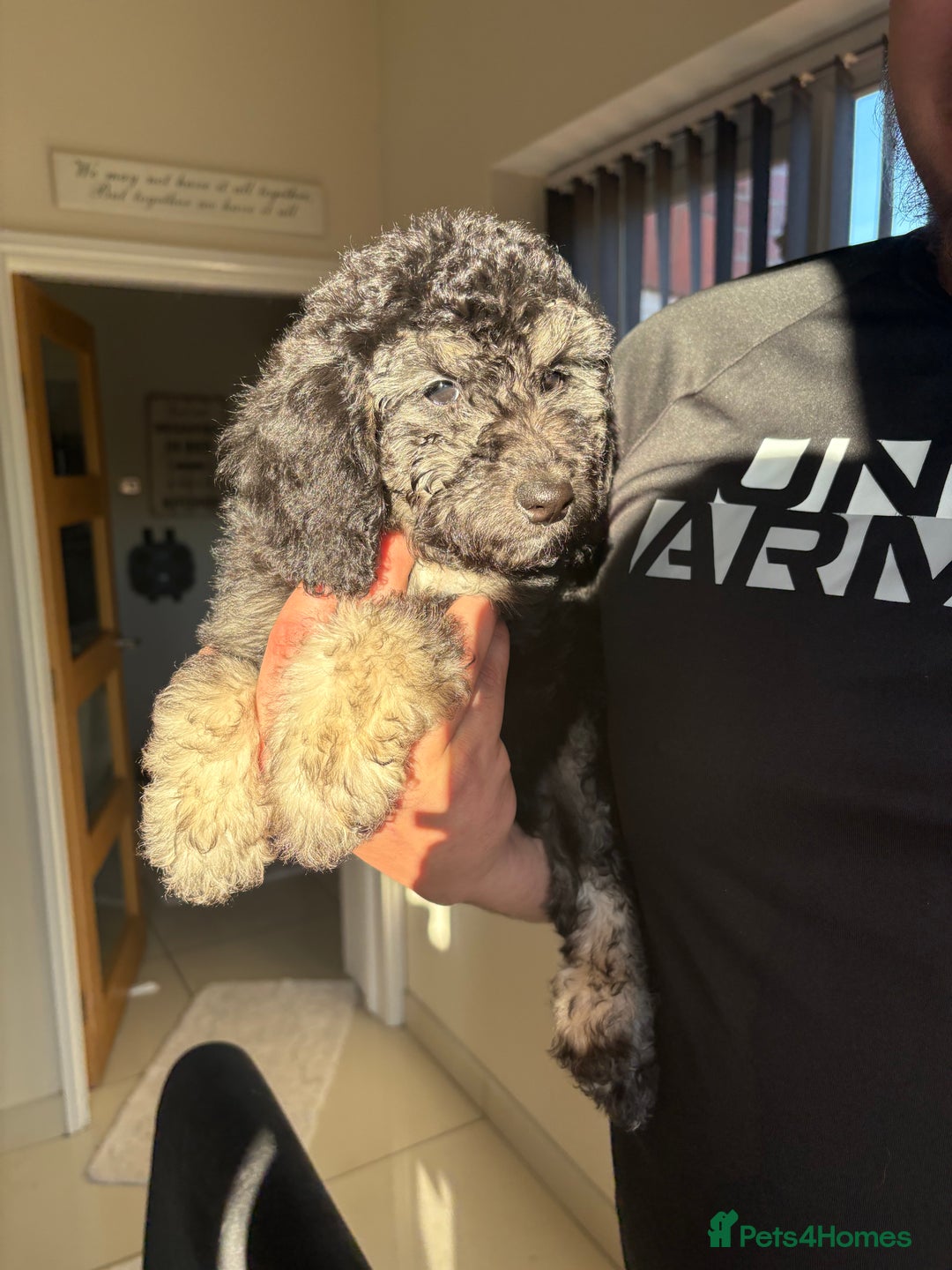 Miniature Poodle dogs for sale: 🐩🌈Miniature Merle poodle puppies 🌈🐶❤️ - Advert 13