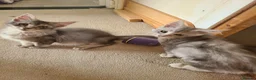 Maine Coon cats for sale: 2 maine coon boys - Advert 6
