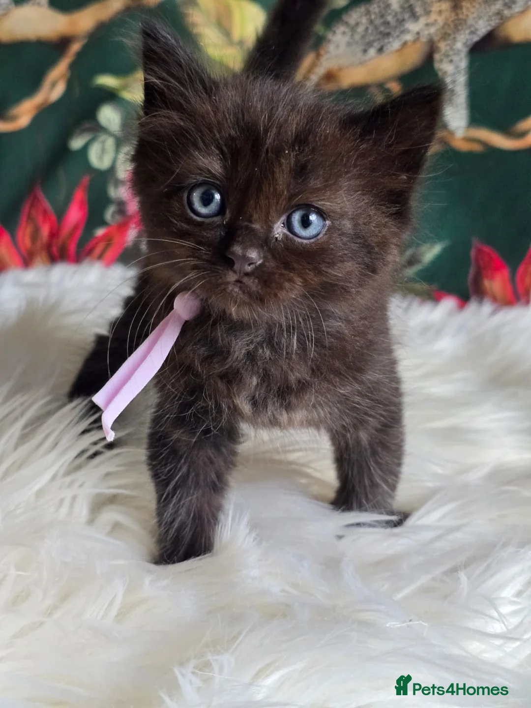 Ragdoll cats for sale: Sweet Blue-eyed Ragdoll Kittens  - Advert 16