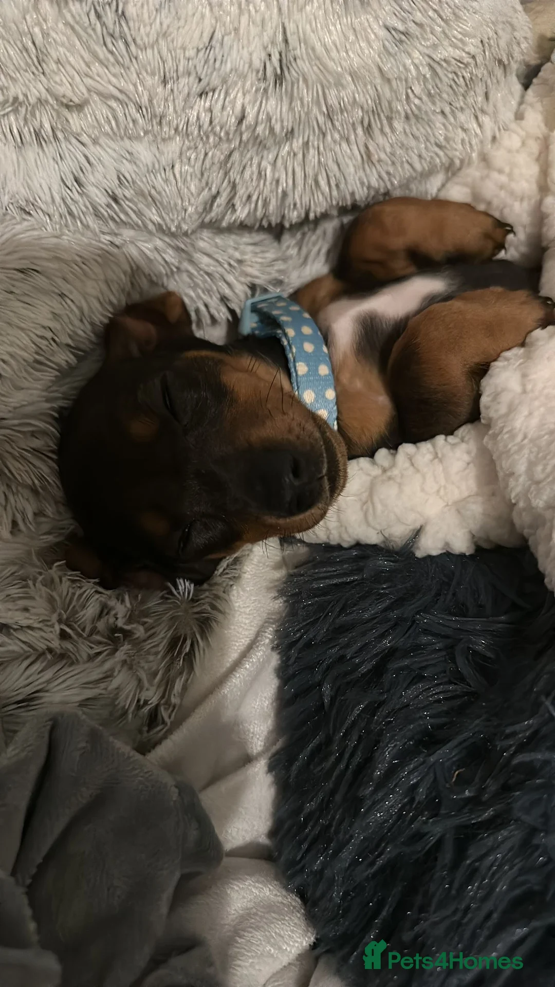 Miniature Dachshund dogs for sale: Miniature Dachshund Female. 6 Month’s Old.  - Advert 5