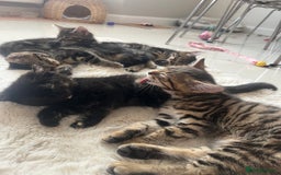 Mixed Breed cats for sale: 5 Adorable Mixed Breed Kittens - Image 27