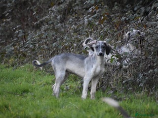 Saluki dogs ✨Pure Persian Saluki, Country Of Origin Saluki✨ - Advert 1