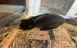 Lionhead rabbits for sale: Bunny called Hope - indoor bunny  - Image 1