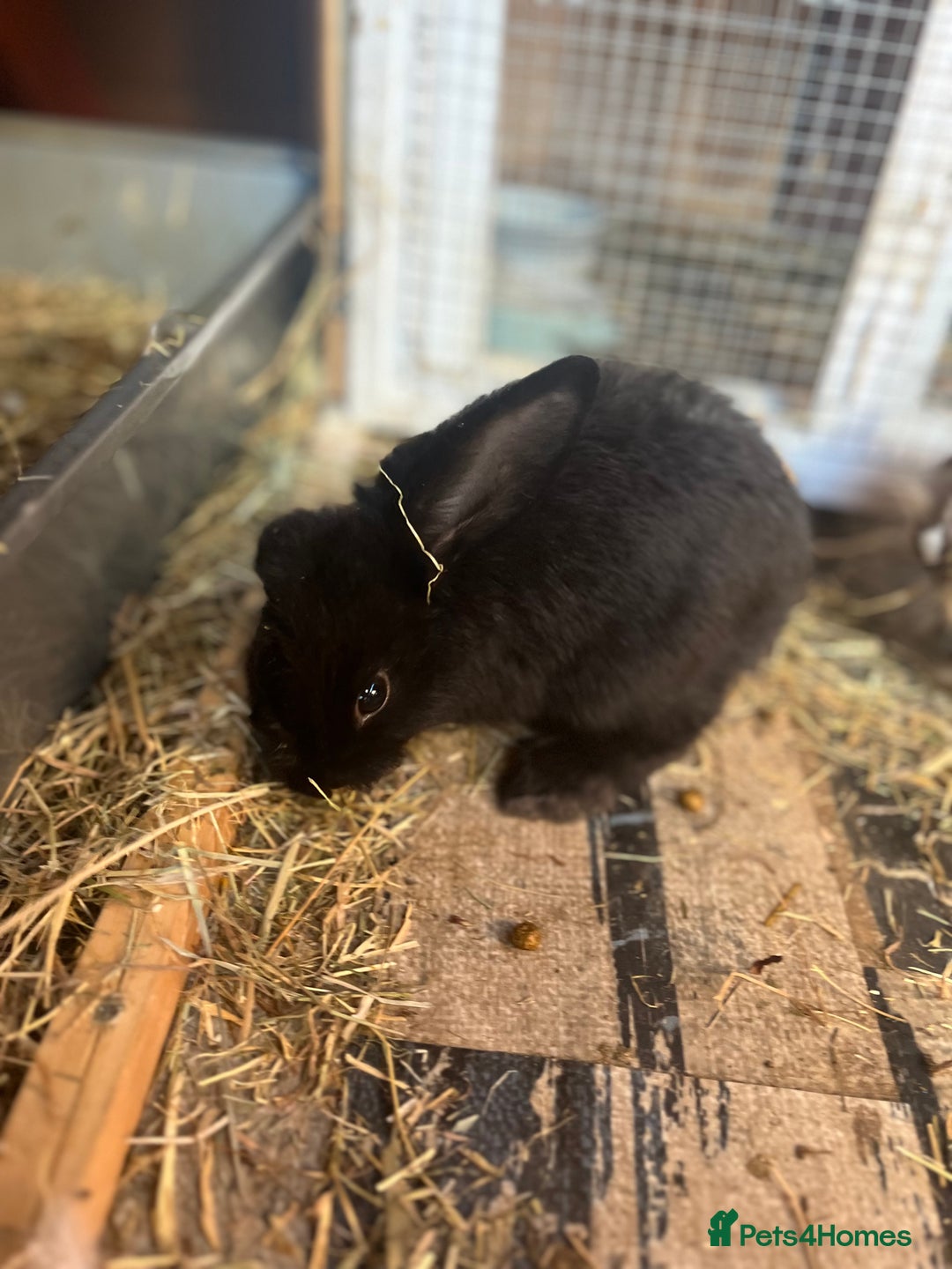 Lionhead rabbits for sale: Bunny called Hope - indoor bunny  - Image 1