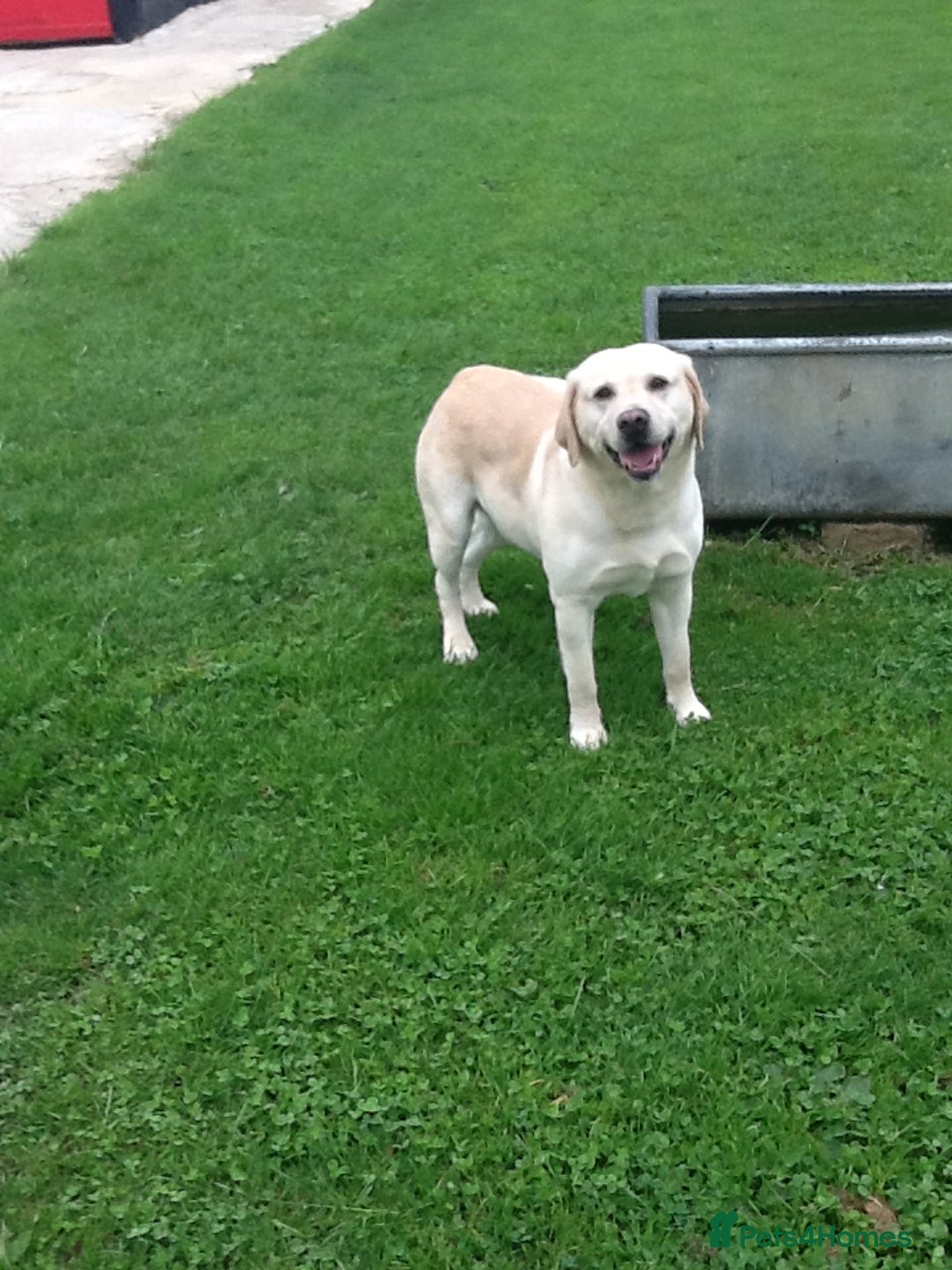 Labrador Retriever dogs for sale: Gorgeous female puppy Daisy May ready now. - Image 6