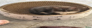 Ragcoon Kitten 3