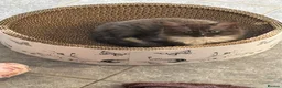 Ragcoon cats for sale: Stunning Ragcoons 😍 ** last kitty available!** - Advert 6