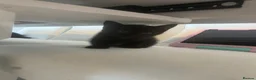 Mixed Breed cats for sale: 1 female kitten  - Advert 6