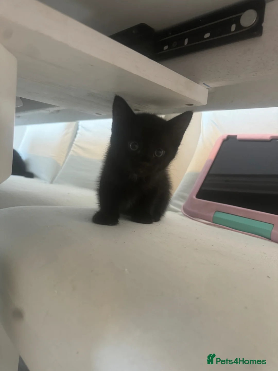 Mixed Breed cats for sale: 1 female kitten  - Advert 6