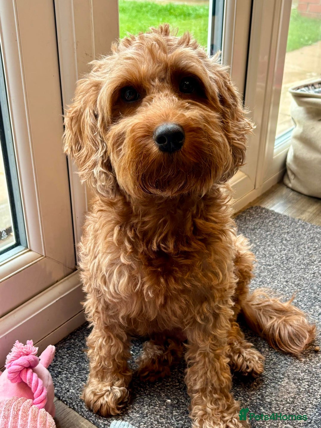 Cockapoo dogs for sale: Stunning Fox Red F1B Cockapoos Outstanding Quality - Image 2
