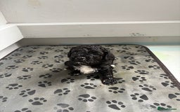 Mixed Breed dogs for sale: 6 beautiful Shihpoo + cotton de Tulear puppies - Image 14