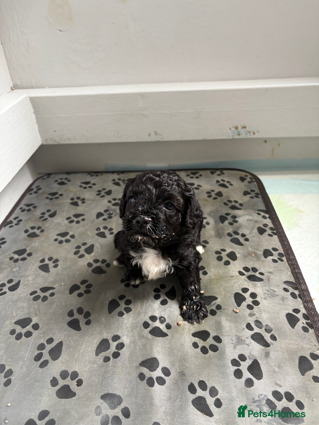 Mixed Breed dogs for sale: 6 beautiful Shihpoo + cotton de Tulear puppies - Image 14