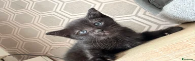 Mixed Breed Kitten 2