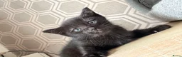 Mixed Breed cats for sale: Mix breed half ragdoll and domestic  - Advert 10
