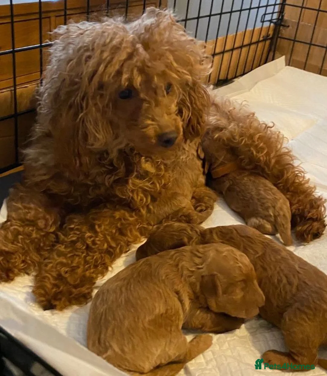 Toy Poodle dogs for sale: Beautiful tiny Toy Poodles  - Advert 8