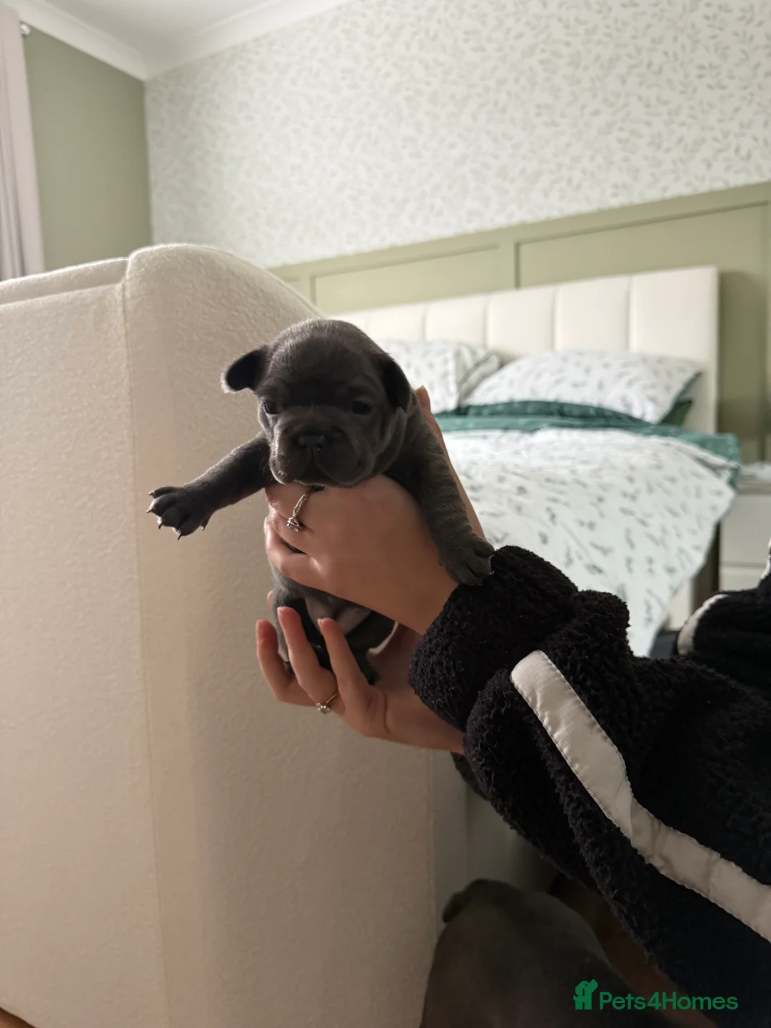 French Bulldog dogs for sale: French bulldog puppies for sale to good homes - Advert 3