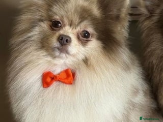 Pomeranian dogs Lilac Merle KC Pomeranian STUD - Advert 1