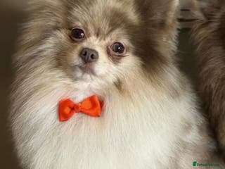 Pomeranian dogs Lilac Merle KC Pomeranian STUD - Advert 7