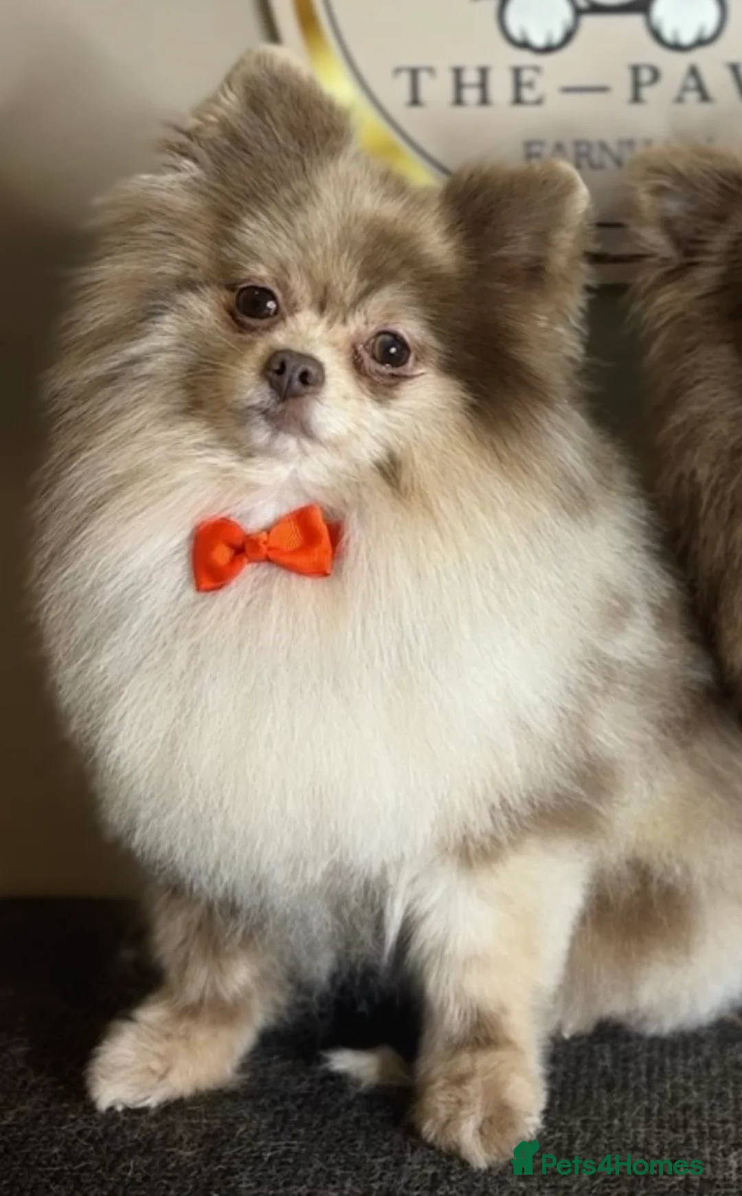 Pomeranian dogs for stud: Lilac Merle KC Pomeranian STUD - Advert 1