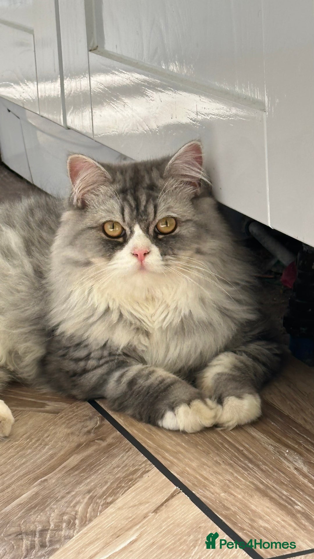Persian cats for sale: Persian cat for sale - Image 3