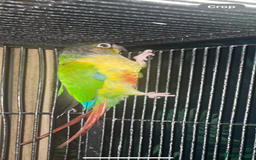 Conures birds for sale: Green cheeked conure - Image 2