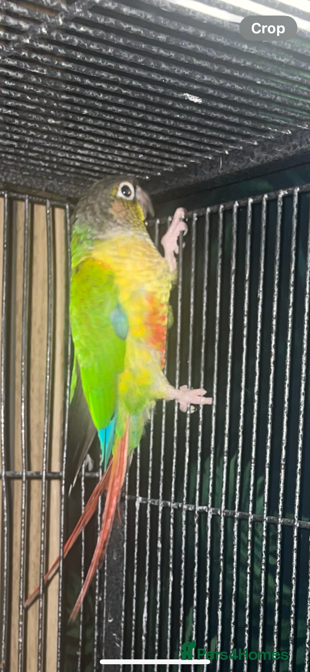 Conures birds for sale: Green cheeked conure - Image 2