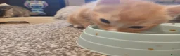 Domestic Shorthair cats for sale: Kittens - Advert 12