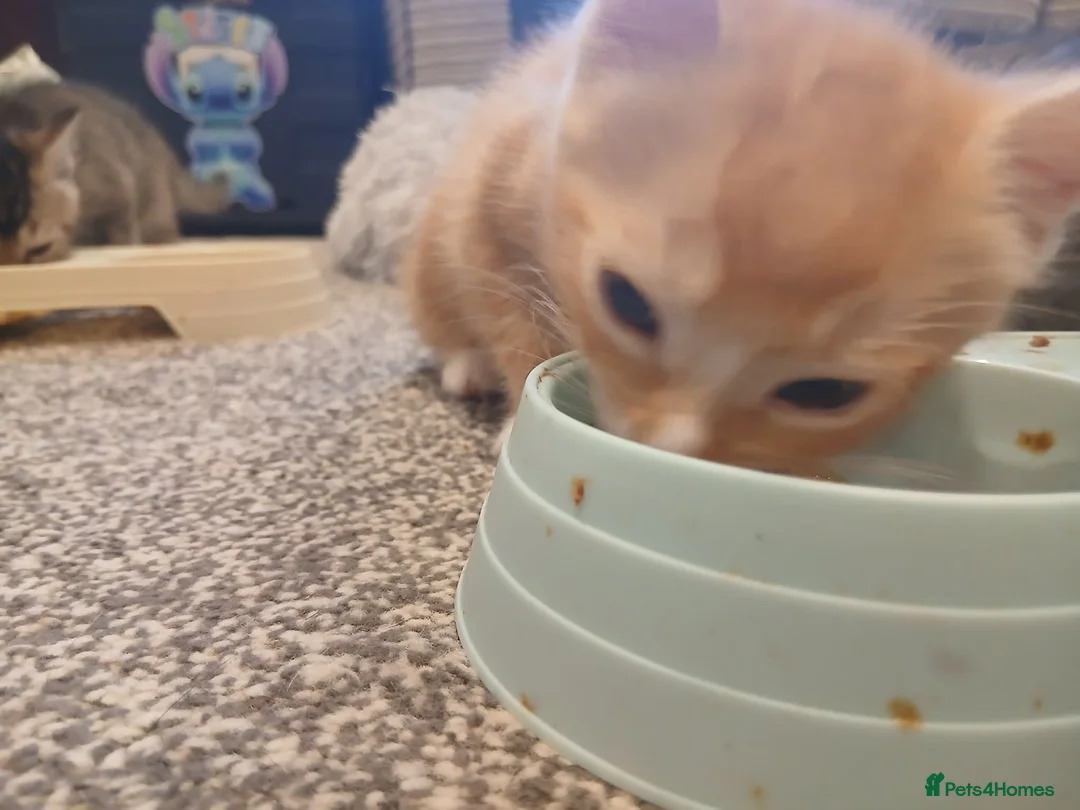 Domestic Shorthair cats for sale: Kittens - Advert 12