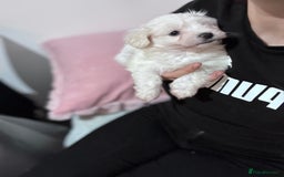 Bichon Frise dogs for sale: Adorable Puppies Ready for Their Forever Homes  - Image 11
