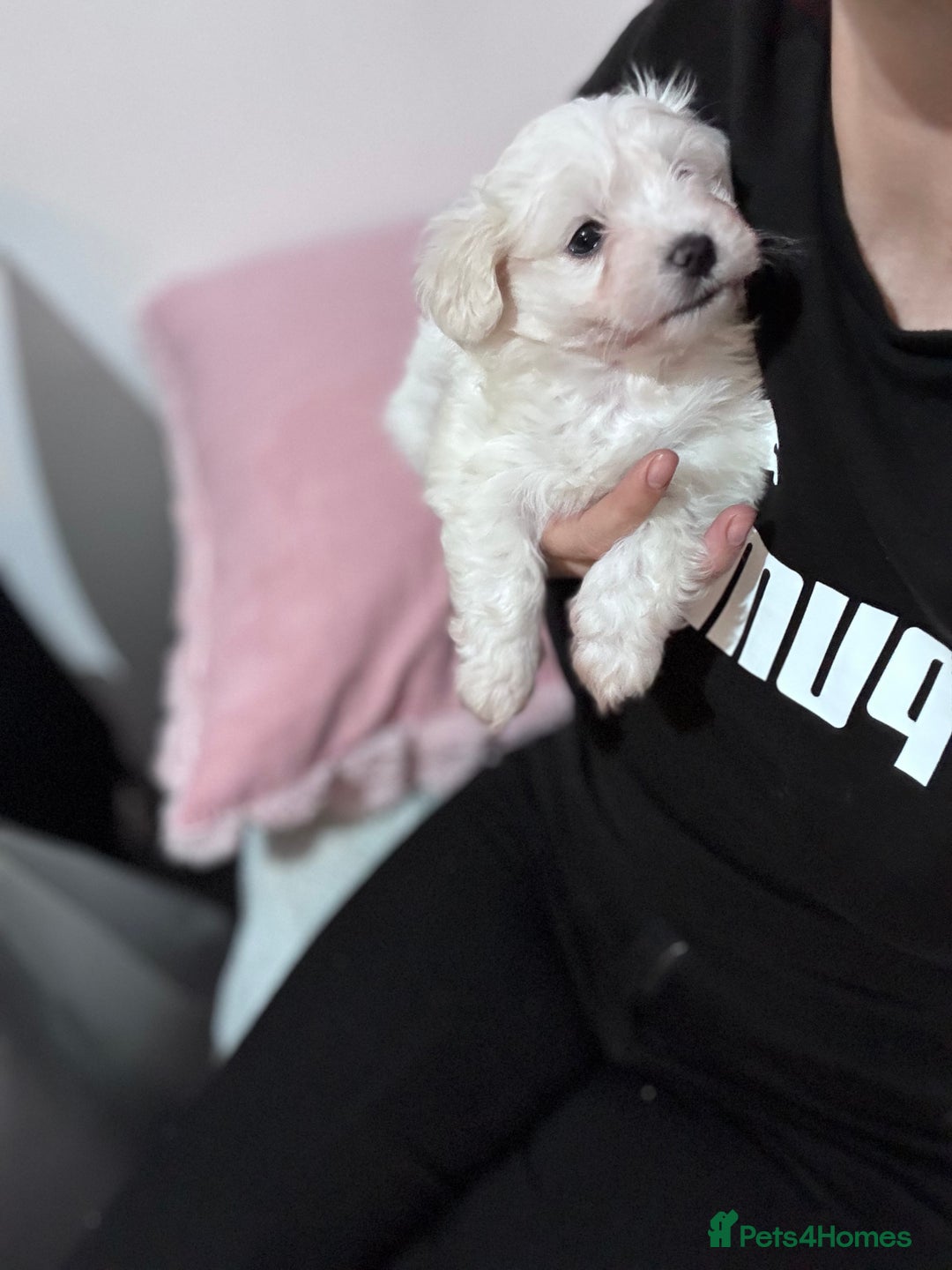 Bichon Frise dogs for sale: Adorable Puppies Ready for Their Forever Homes  - Image 11