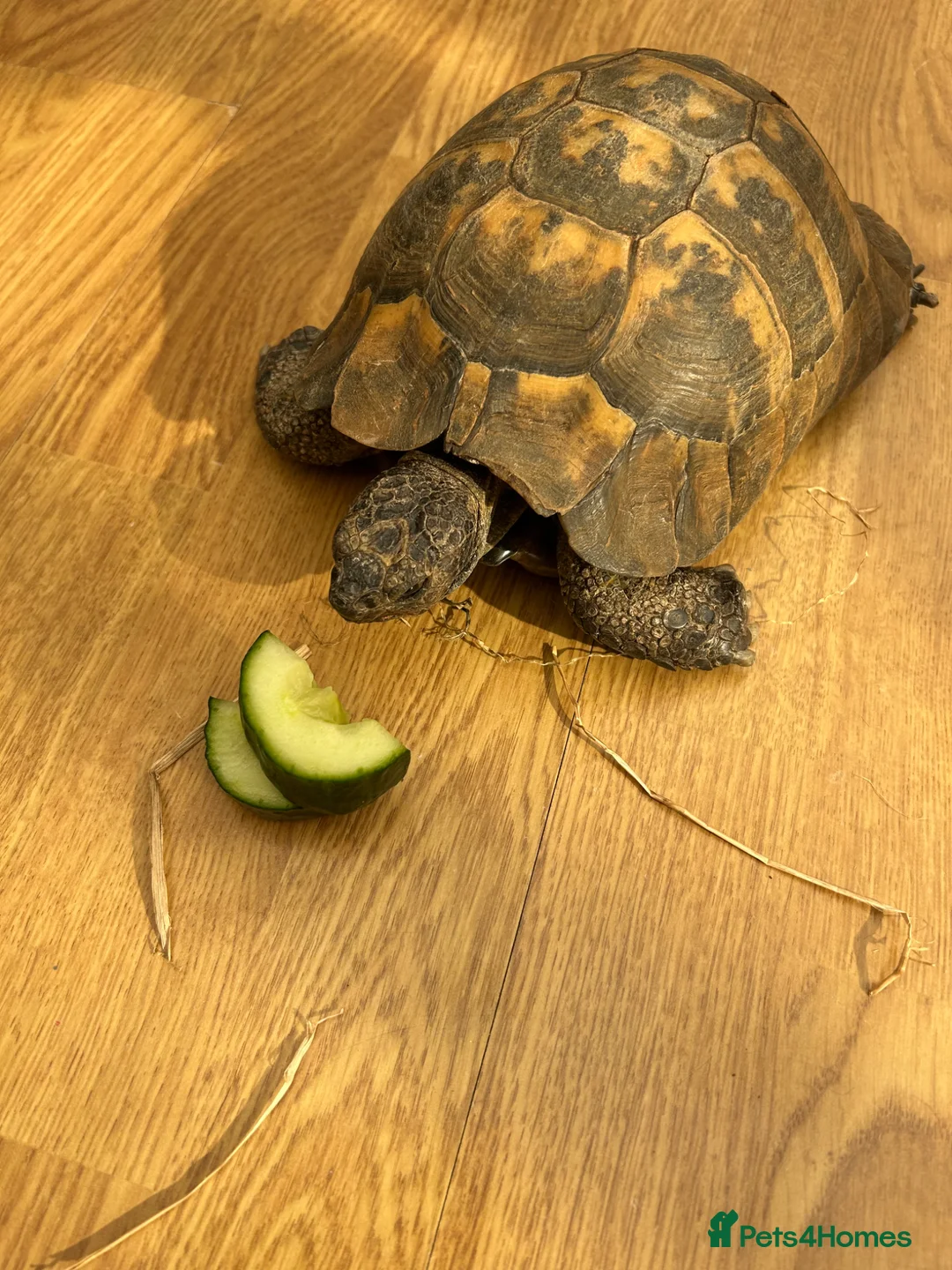 Hermann Tortoise reptiles for sale: 60+ year old male tortoise  - Advert 1
