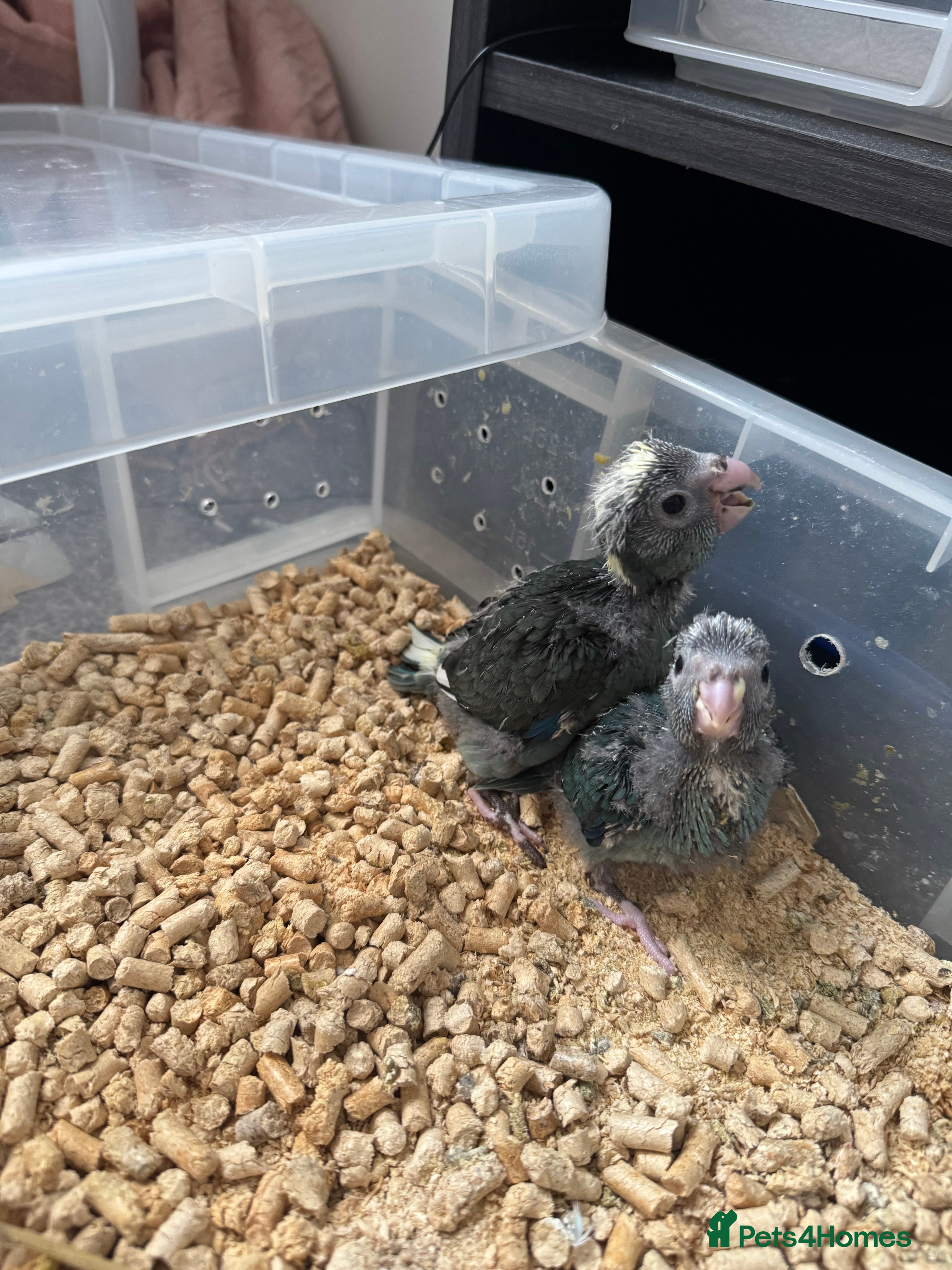 Parakeets birds Baby Hand reared Kakariki  - Advert 1