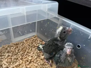 Parakeets birds Baby Hand reared Kakariki - Advert 1