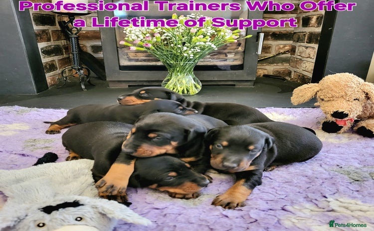 Dobermann dogs - Advert 3
