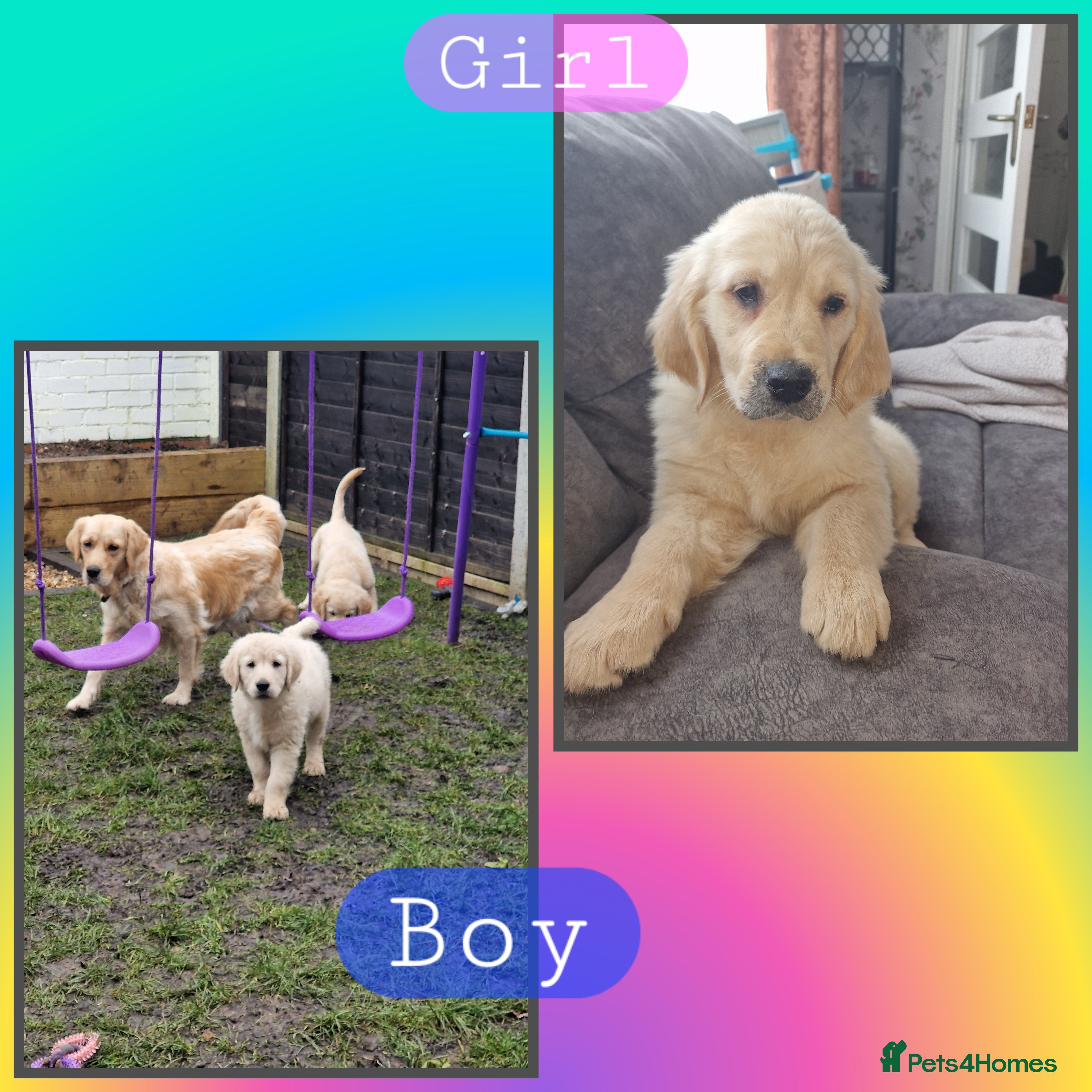 Golden Retriever dogs KC ADDORABLE CUTE GOLDEN RETRIEVER PUPPIES - Advert 9